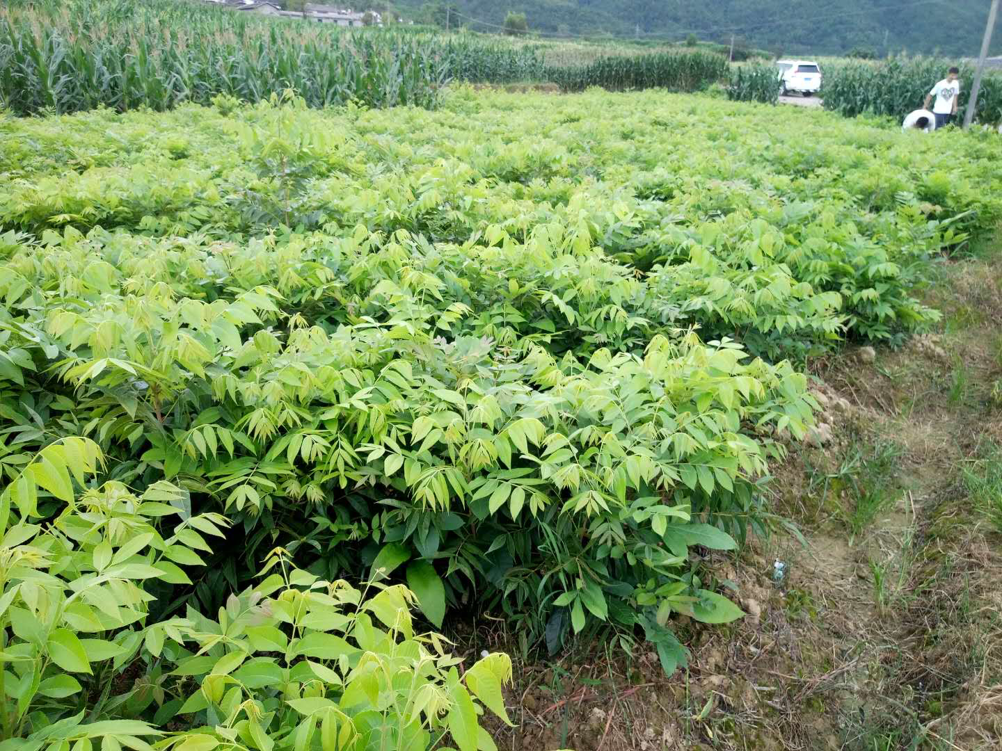 核桃园整体管理实景图