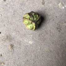 油桐籽湿货