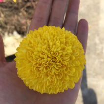 金丝黄菊，乒乓球菊，欢迎采购