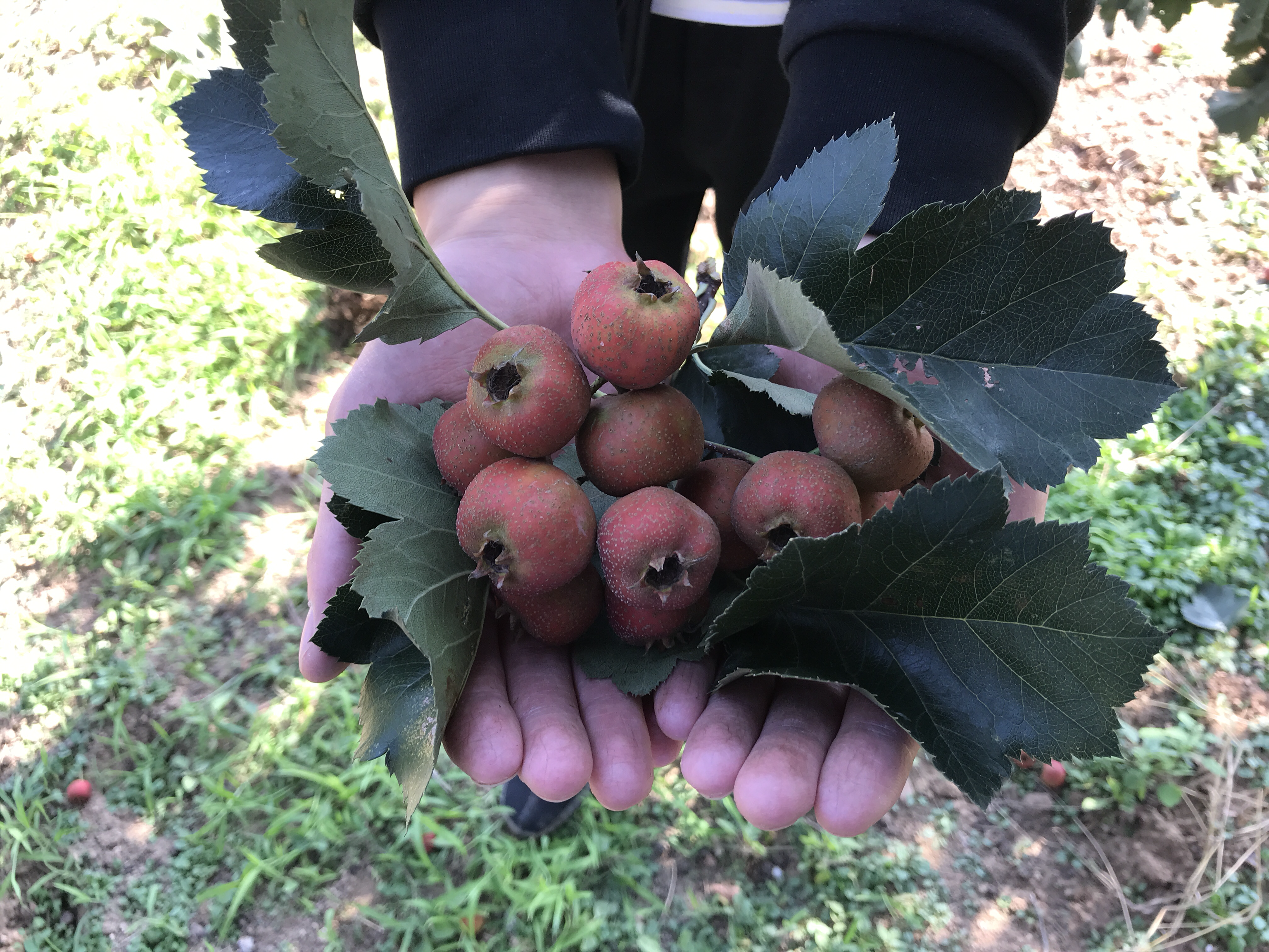 孩子在果园采摘山楂