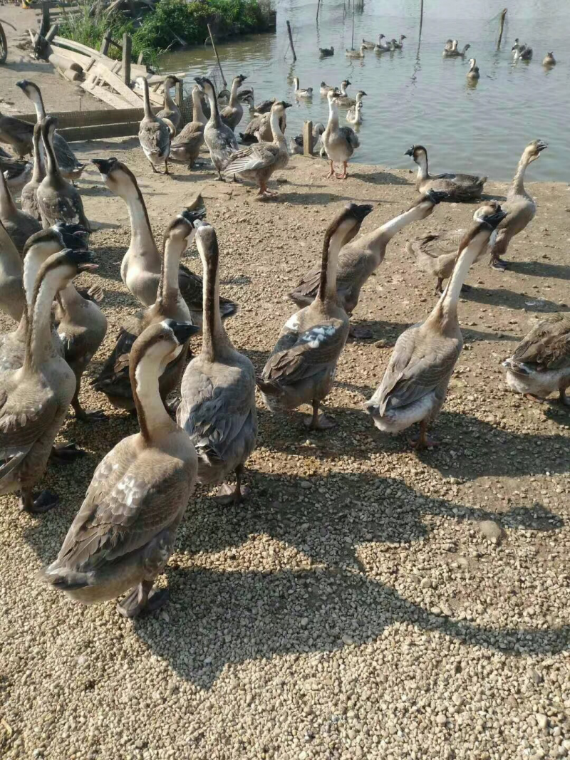 厂家直销纯种合浦黑狮头鹅苗