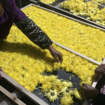 金丝皇菊