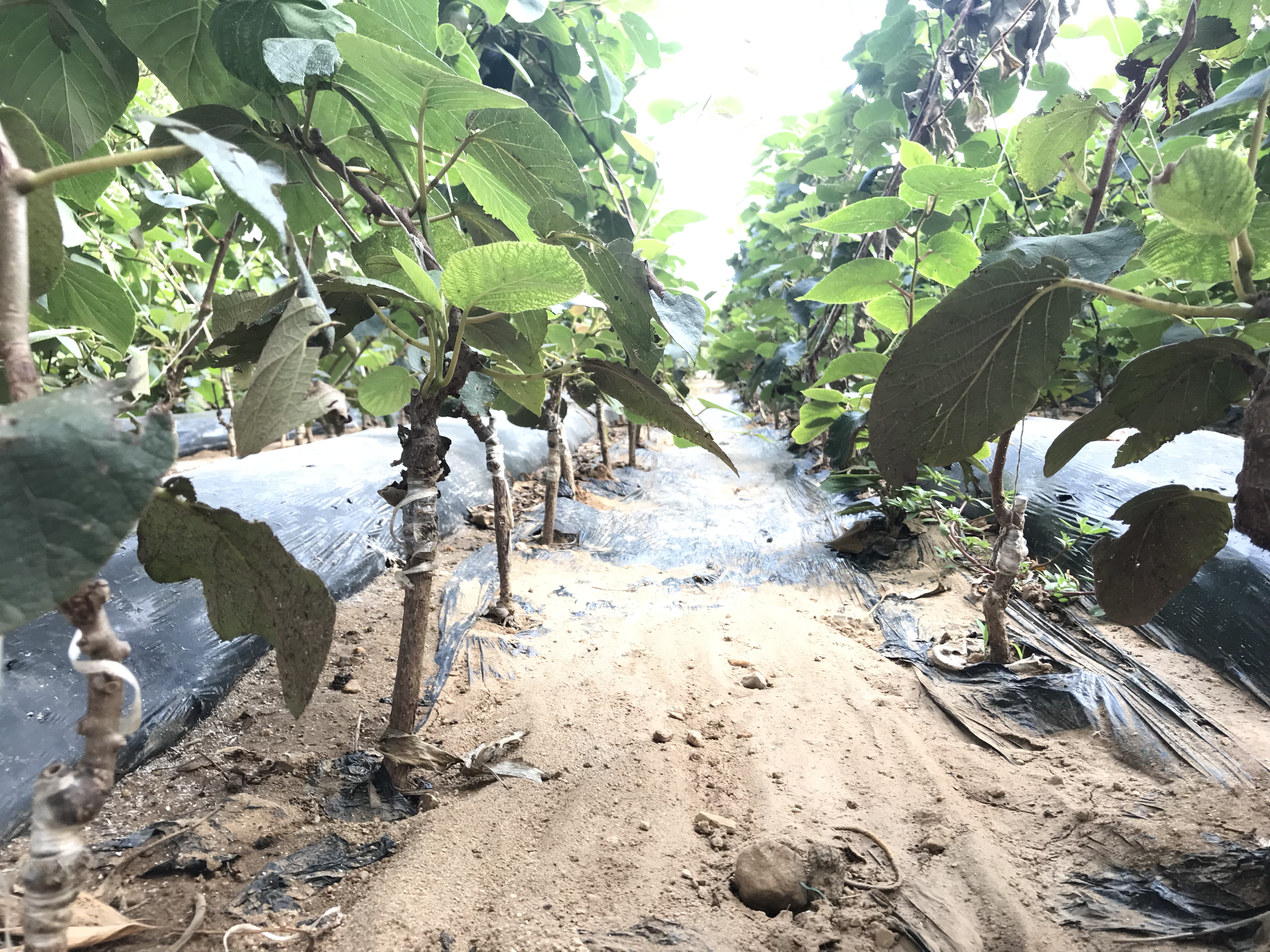 软枣猕猴桃冬季下架后的覆盖保护