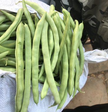 [四季豆批发]四季豆,小金豆5毛到1.5的货,货量充足价格1.