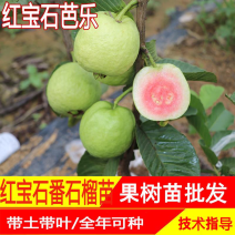 红宝石芭乐苗