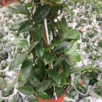 绿叶球兰花苗。绿叶花心球兰大苗盆栽攀援植物室内爬藤吊兰