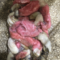 印度洋、秘鲁鱿鱼籽