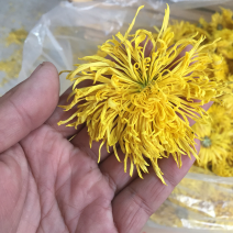 中药材金丝皇菊