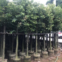 出售天竺桂阴香5-25公分移植袋苗需要的老板联系