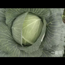 宽心菜橄榄