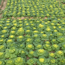 黄心菜