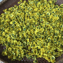 菊花野生