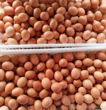 红壳鸡蛋规格34到45净重一条龙服务