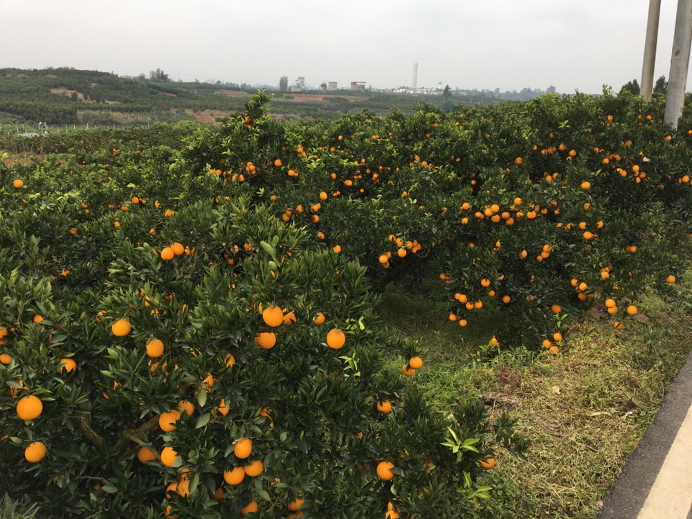 金堂县某标准化脐橙果园内,立柱式农业物联网监测站正在运行,顶部安装有太阳能板、气象传感器、摄像头和无线传输模块,实时采集温度、湿度、光照、土壤墒情等数据,背景为茂密的脐橙树,体现现代农业科技应用 金堂脐橙果园中的智能监测系统