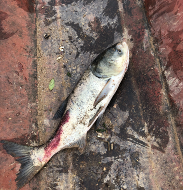 [其它批发]水库野生大头鱼价格6.00元/斤 - 一亩田