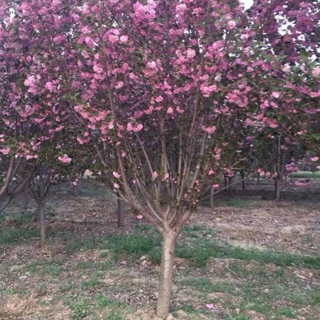 [樱花树批发]山东临沂平邑县樱花树 300.00元/个大叶早樱树 _ 一亩田