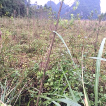 征地苗木大清理，有罗汉松、降香黄檀、映山红