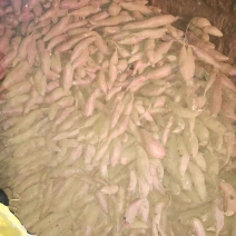 济薯26山地瓜，泉水种植颜色鲜艳，瓜形好，量大，各种