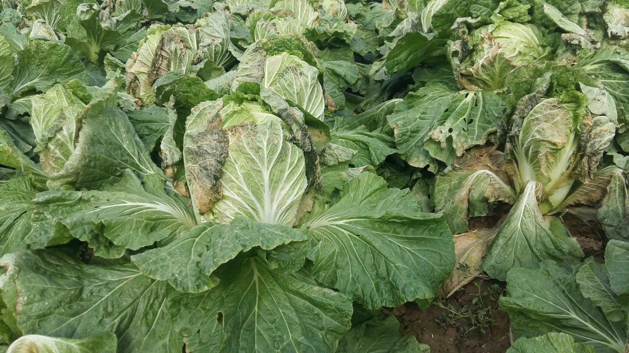 青杂3号白菜病害对比实验图