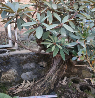 杜鹃花杜鹃花老桩杜鹃花盆景杜鹃花树桩杜鹃花熟桩