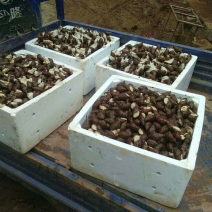 大量供应养殖用怀卵种牛幼牛蜗牛蛋
