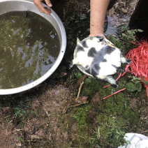 广西黄沙鳖