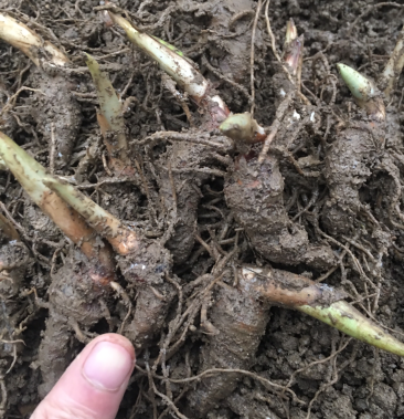 华重楼块茎 重楼籽育苗 重楼小苗 重楼大苗