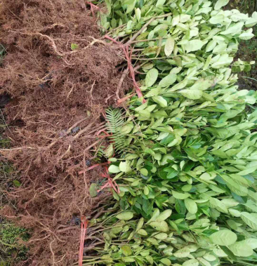 [佛手批发]川佛手 四川佛手 佛手价格3.50元/株 - 一亩田