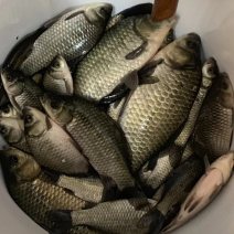 纯野生鲫鱼