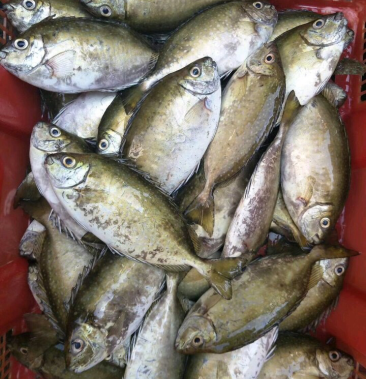 [批发]水产泥猛鱼价格23.00元/斤 - 一亩田