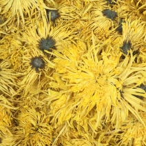 金丝皇菊