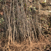 山桃苗嫁接桃树占木苗量大优惠