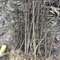 大红袍花椒苗品质好产量高