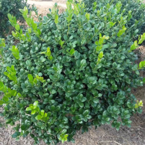 无刺枸骨大量，山茱萸大量