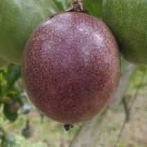 百香果