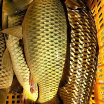 鲤鱼