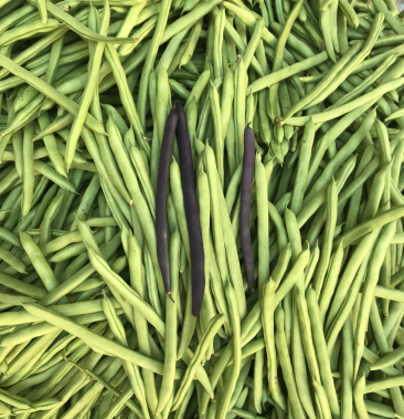 [四季豆批发]小金豆,货真价实,诚信代办代发价格2.80元/斤 - 一亩田