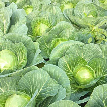 卷心菜橄榄精品