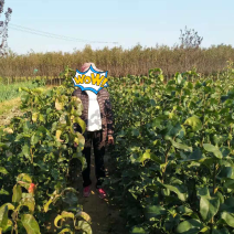 梨树小苗