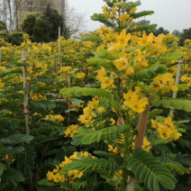 黄花槐美植袋苗，黑胶袋苗