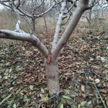 大量供应占地桃树：苹果树：杏树！梨树：樱桃树