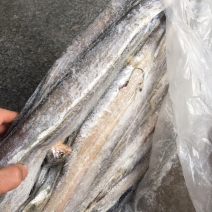 批发刀鱼20斤一件