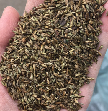 牛膝籽怀牛膝种子净货包发芽包回收大货批发