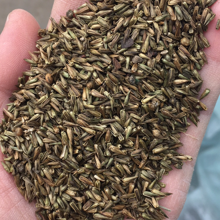 [牛膝种子批发]牛膝籽怀牛膝种子净货包发芽包回收大货批发价格8.