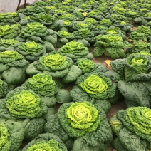 黄心菜