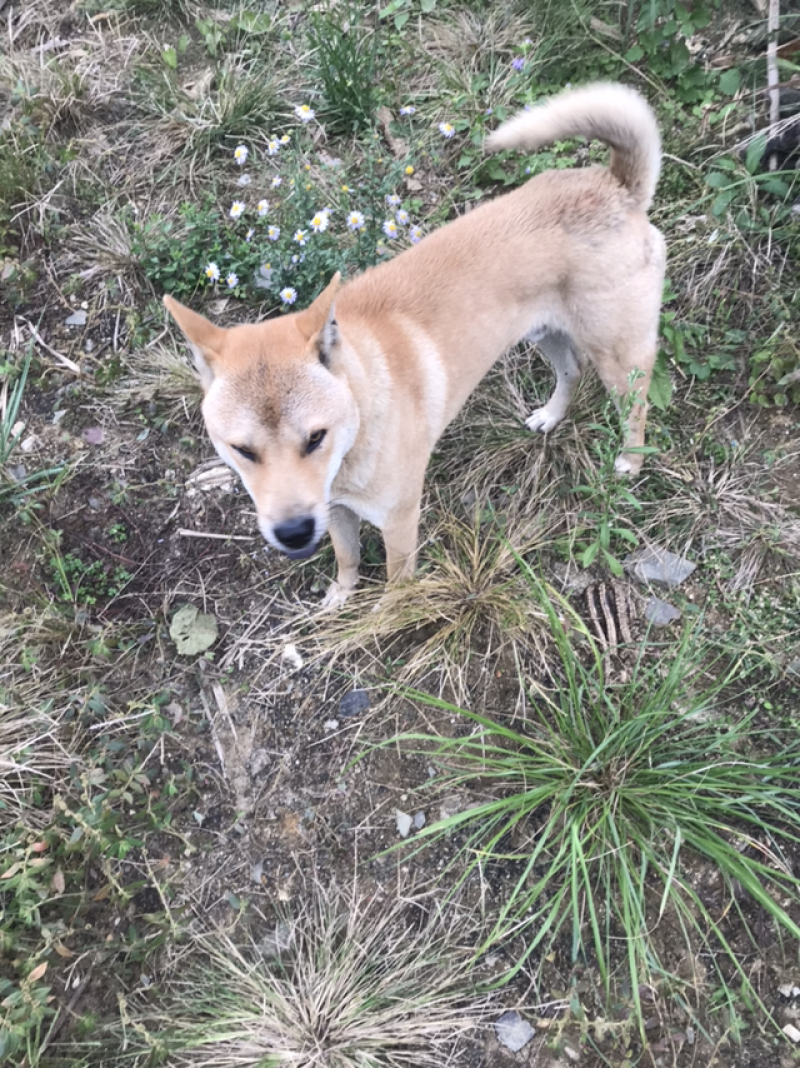 土猎犬