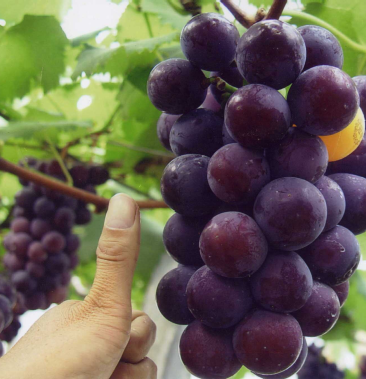 藤稔葡萄苗嫁接苗扦插苗保证质量保证纯度保成活率