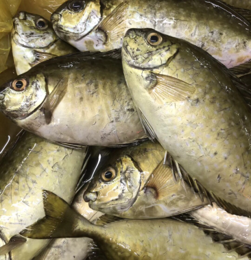 [泥猛鱼批发]泥猛鱼价格22.00元/斤 - 一亩田