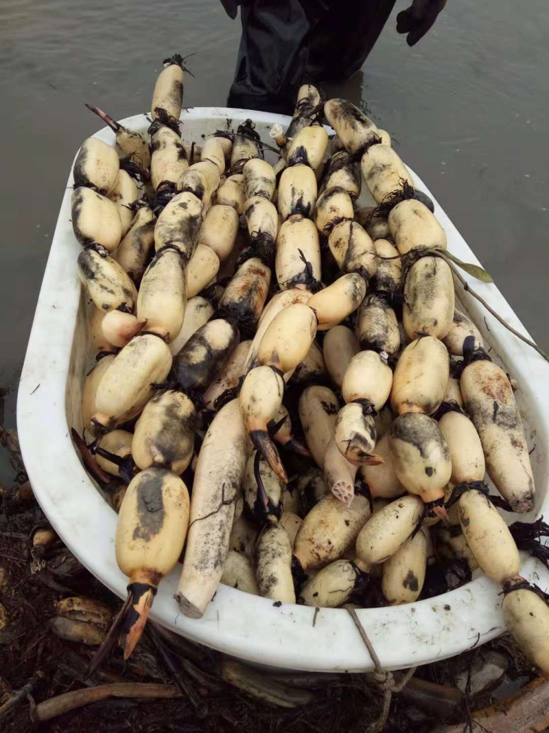 美人红莲藕大量供应,欢迎新老客户前来咨询