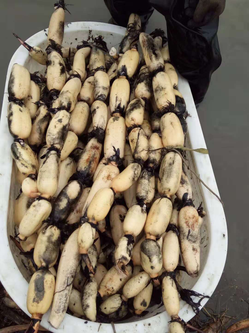 美人红莲藕大量供应,欢迎新老客户前来咨询